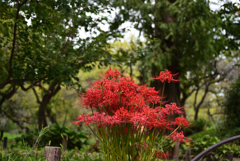 191004京都植物園54