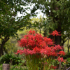 191004京都植物園54