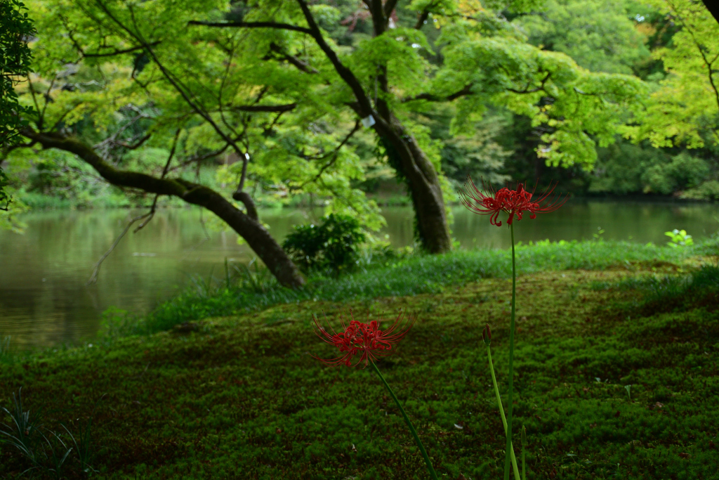 240929京都植物園27