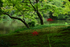 240929京都植物園27