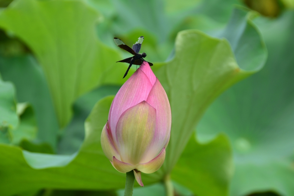 180810万博公園72