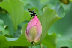 180810万博公園72