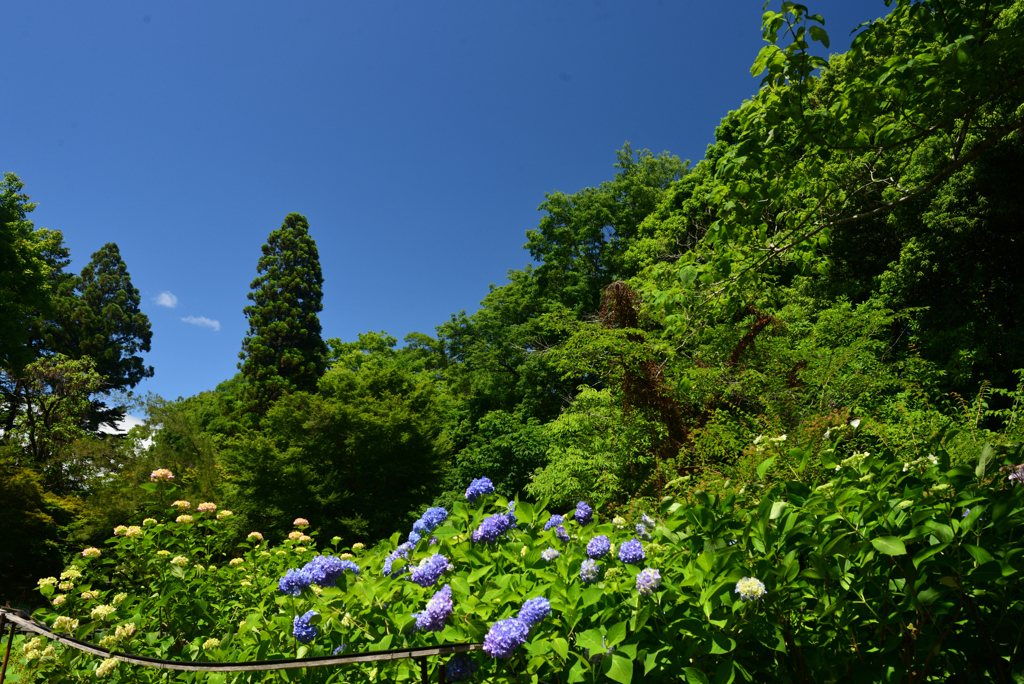240604京都植物園12