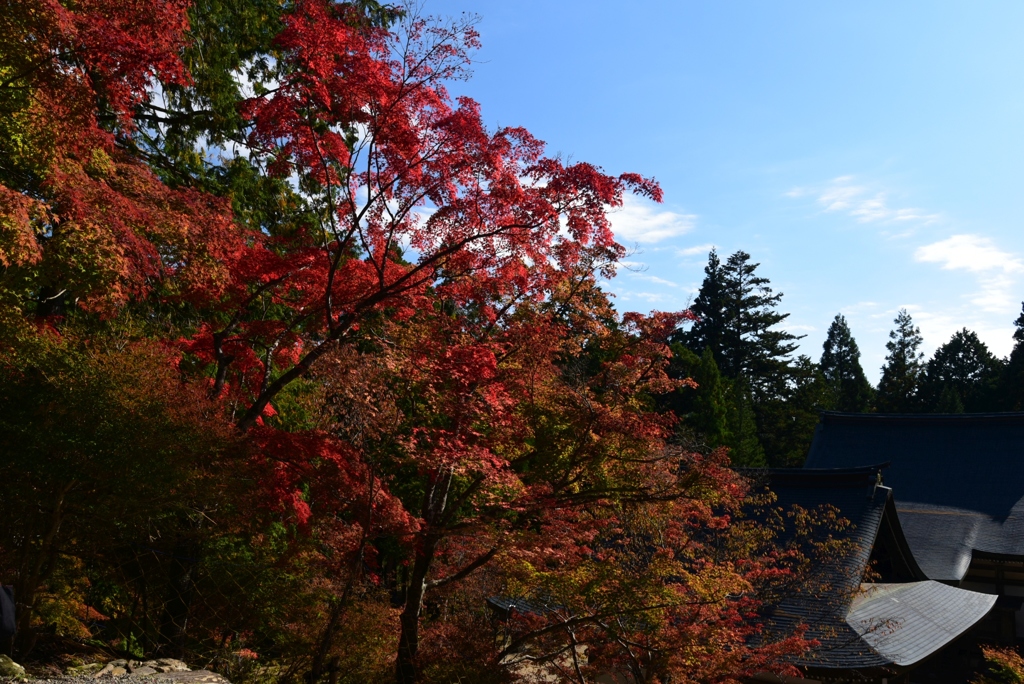 181103b神護寺31