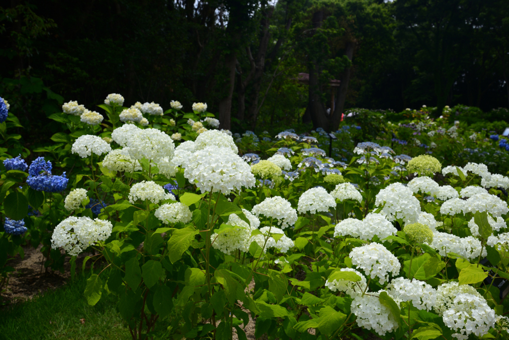 240608万博公園38
