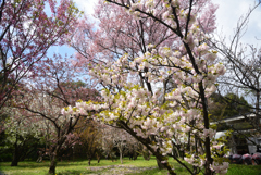 200402a京都植物園17