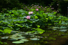 220711京都植物園16