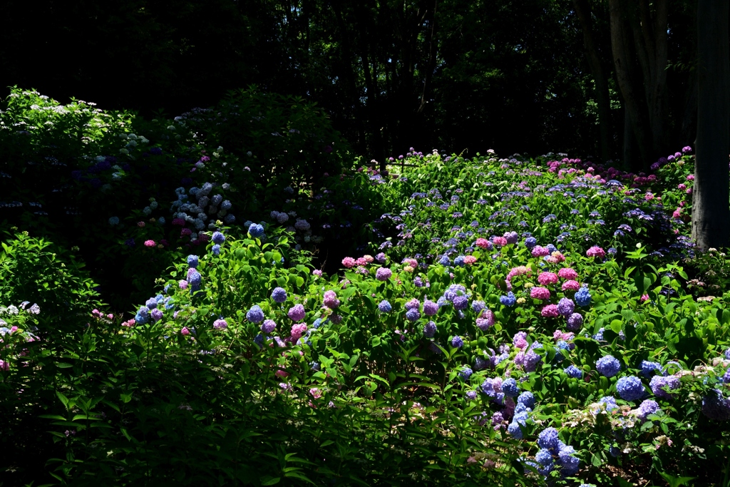 180616万博公園46+