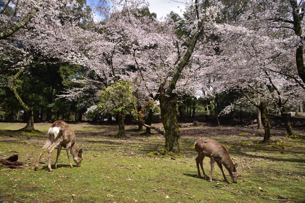 200329a奈良公園19