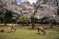 200329a奈良公園19