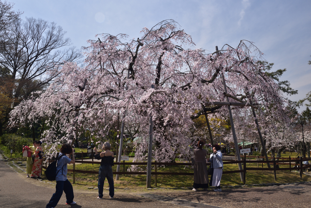 200326c円山公園55
