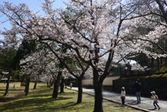 220330b奈良公園02