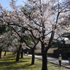 220330b奈良公園02