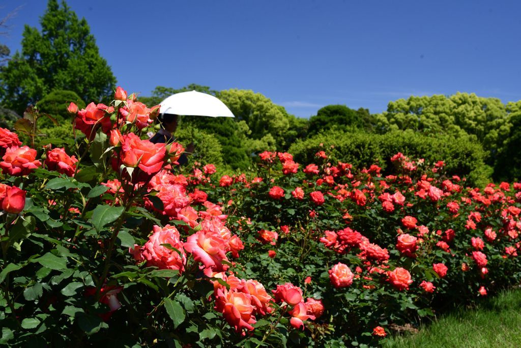 230509京都植物園10Fruite