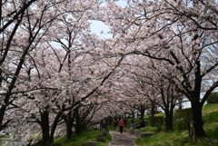 220407木津川堤06