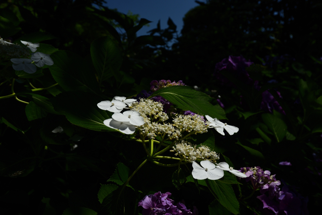 200623京都植物園33