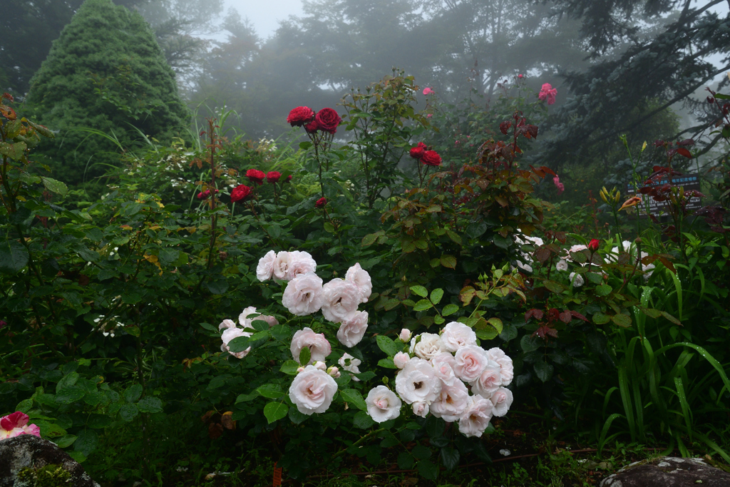 230623c箱根強羅公園46
