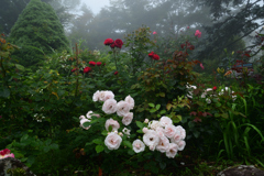 230623c箱根強羅公園46