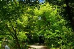 250504京都植物園64