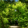 250504京都植物園64