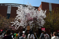 250408b造幣局18