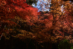 211202a醍醐寺28