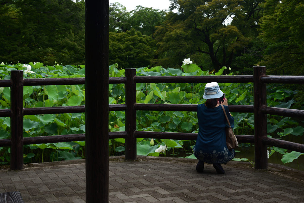 190731京都植物園20