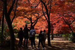 241206c嵐山39