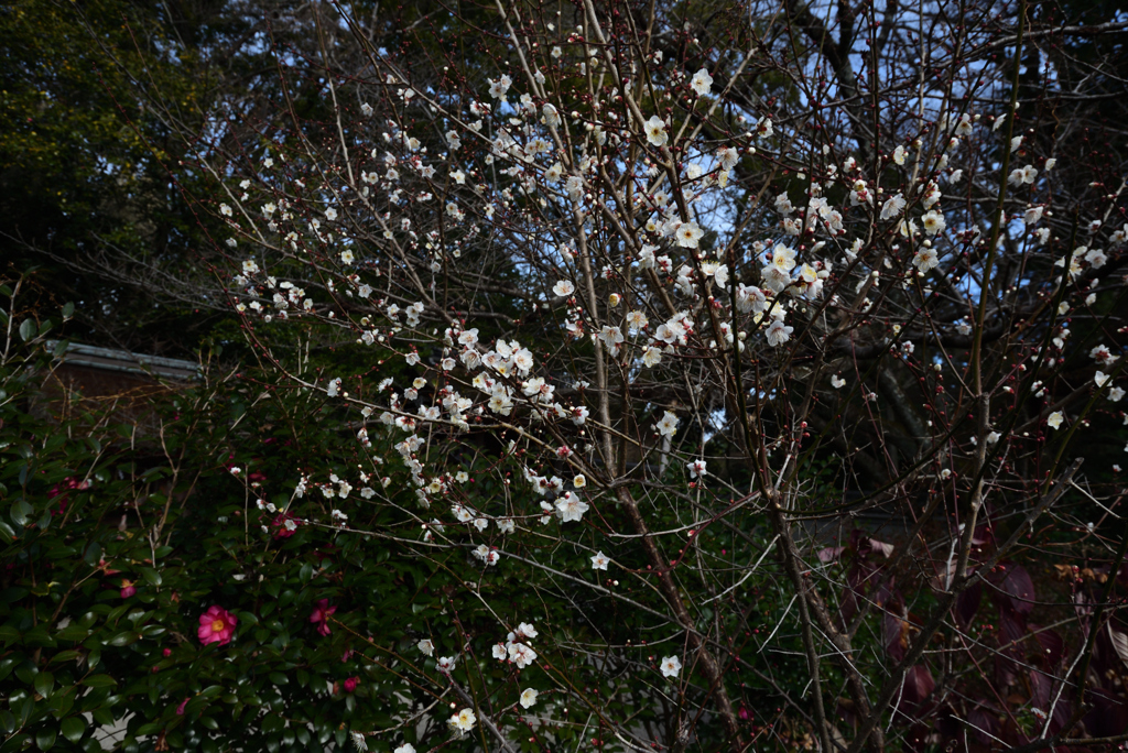 210106e宗像神社38