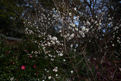 210106e宗像神社38