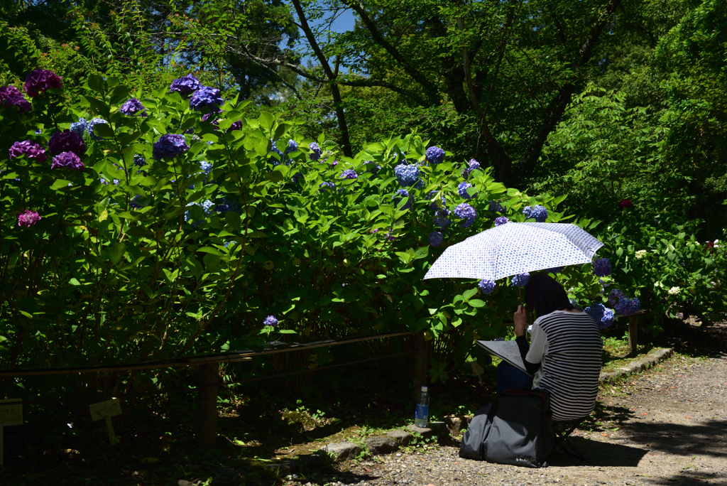 200623京都植物園06