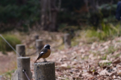 250210d京都植物園08