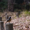250210d京都植物園08