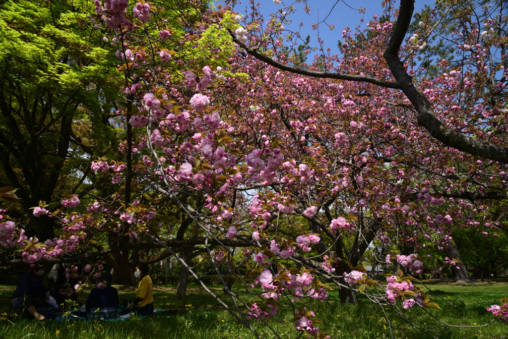 220412a京都御苑39