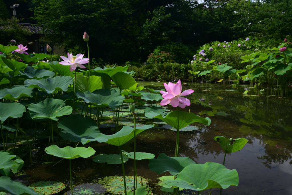 220711京都植物園12