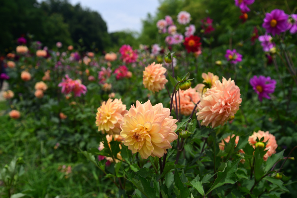 240622長居植物園58