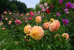 240622長居植物園58