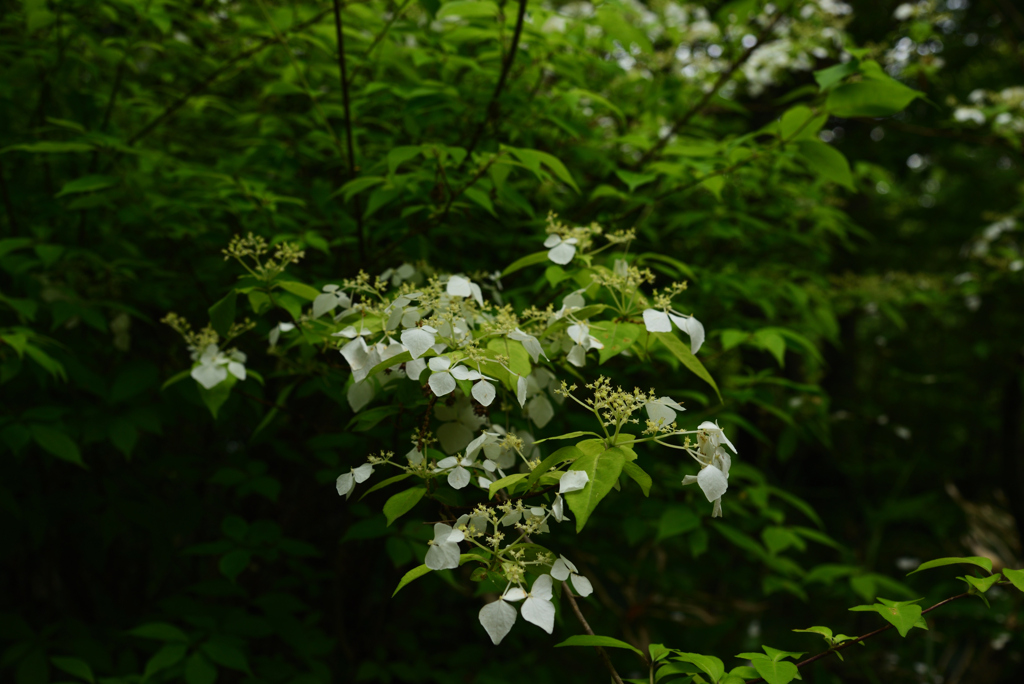 200520京都植物園55