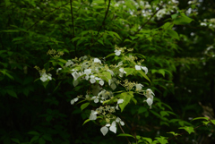 200520京都植物園55