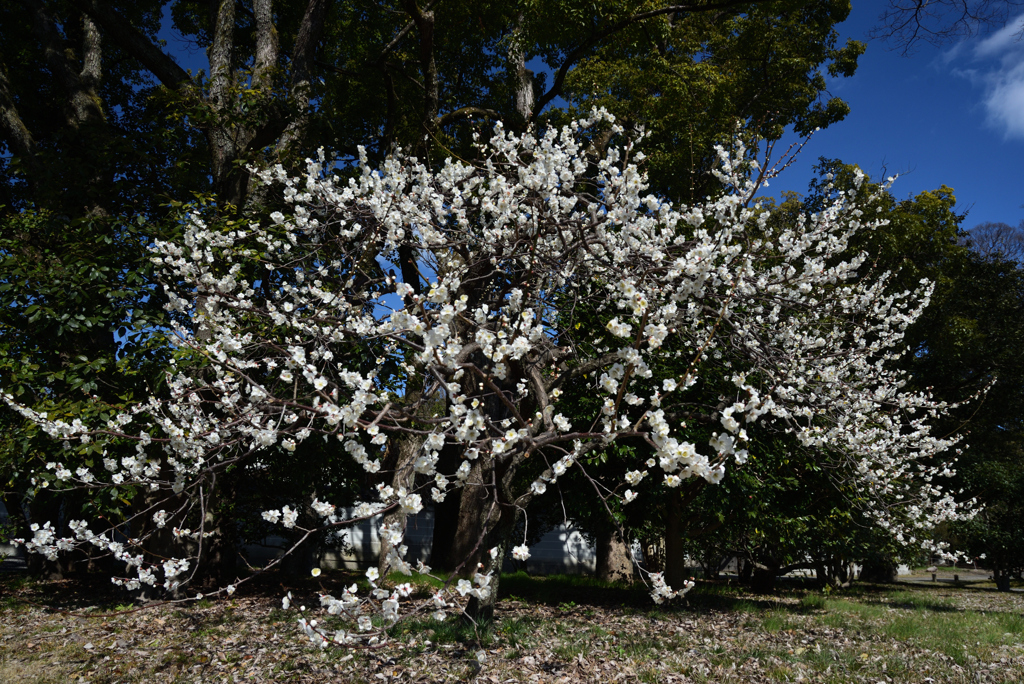 210224b京都御苑08