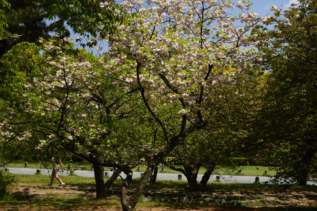 190422b京都御苑13