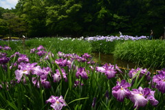 220528山田池公園20