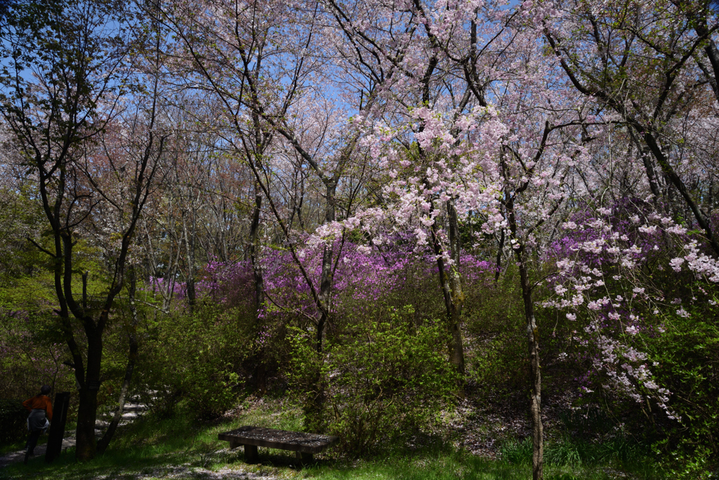 210402b鴻ノ巣山23