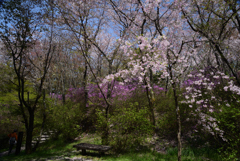 210402b鴻ノ巣山23