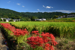 190925c明日香村橘寺40