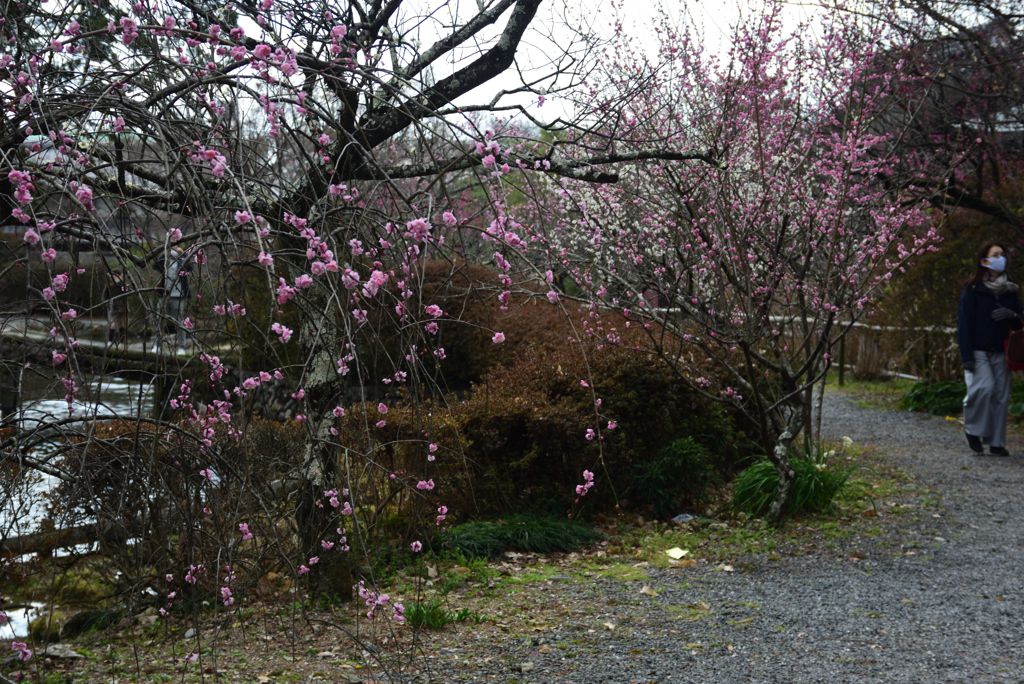 210223a梅宮大社45