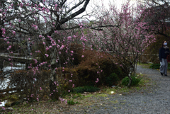 210223a梅宮大社45