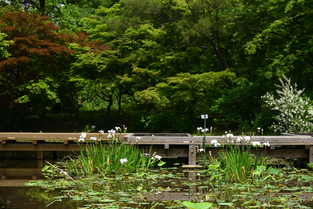 200520京都植物園39