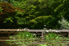 200520京都植物園39