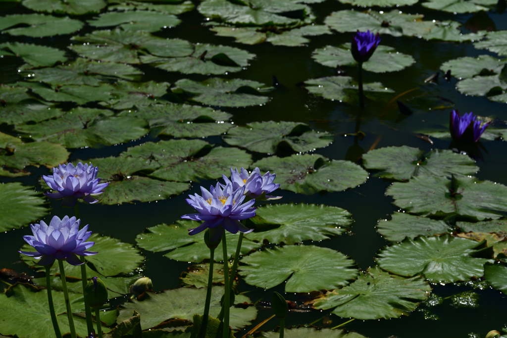 250902京都植物園64